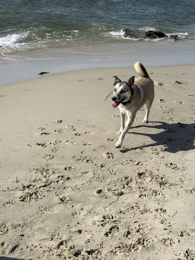 Rey trotting across wet sand by the water, tongue out