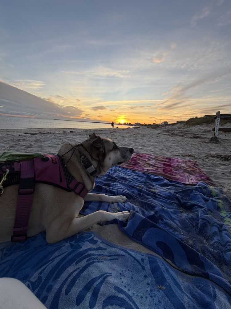 Rey lying on beach towels watching the sun set over the water