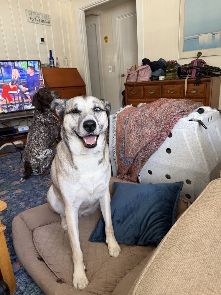 Rey sitting on her dog bed with a big grin