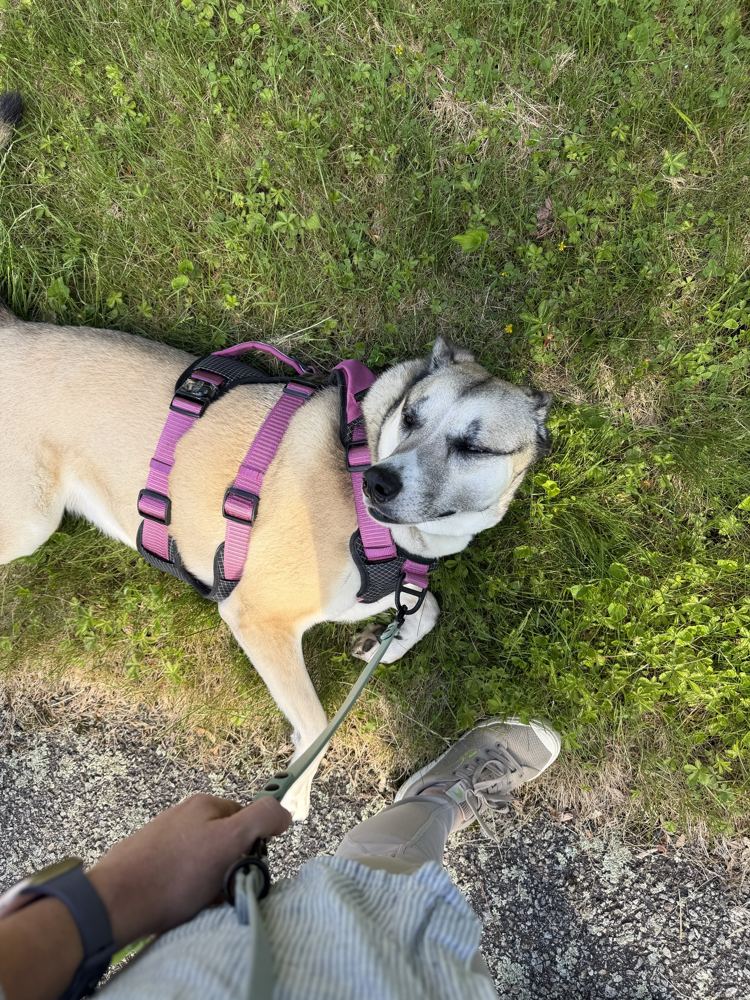 Rey lying in the grass mid-walk with her eyes closed