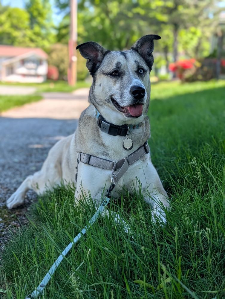 Rey, a tan and white dog with one blue eye, lying in the grass and smiling