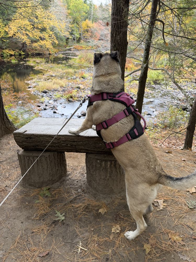 Rey standing with her paws on a bench, looking out over a river in fall color