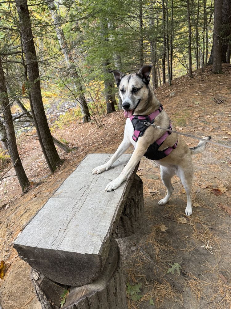 Rey in a pink harness with her front paws up on a wooden bench in the woods